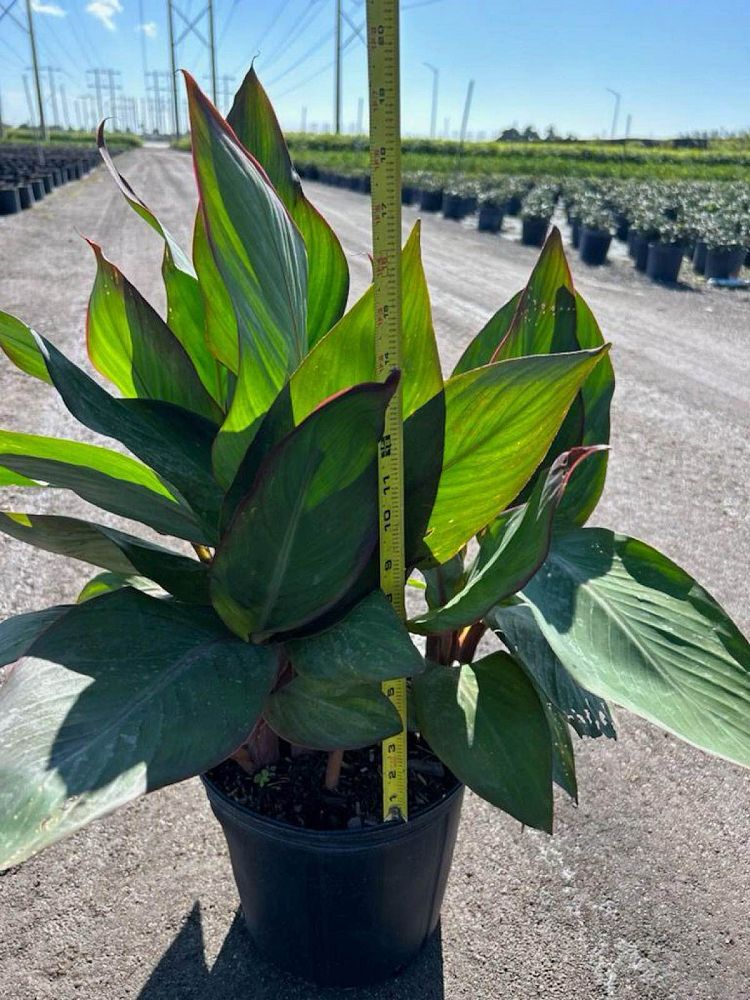 canna-indica-indian-shot-canna-lily
