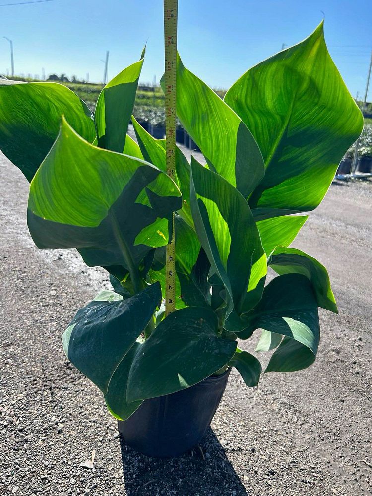 canna-indica-indian-shot-canna-lily