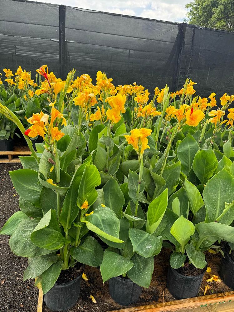 canna-indica-indian-shot-canna-lily