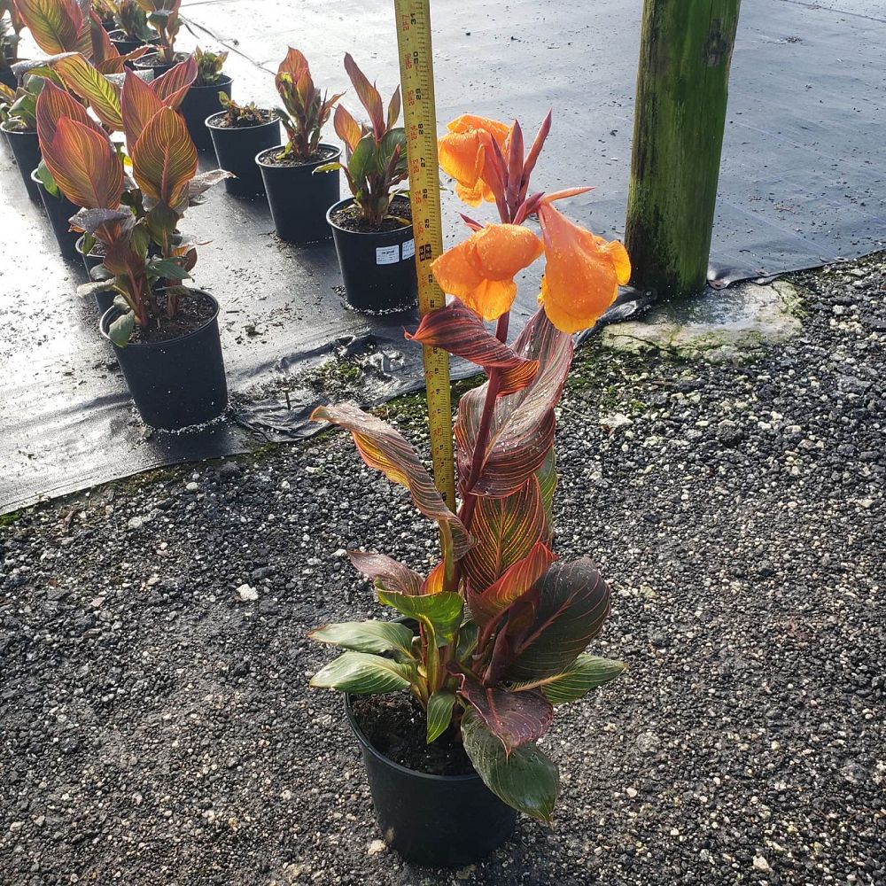 canna-indica-phasion-canna-lily-tropicanna