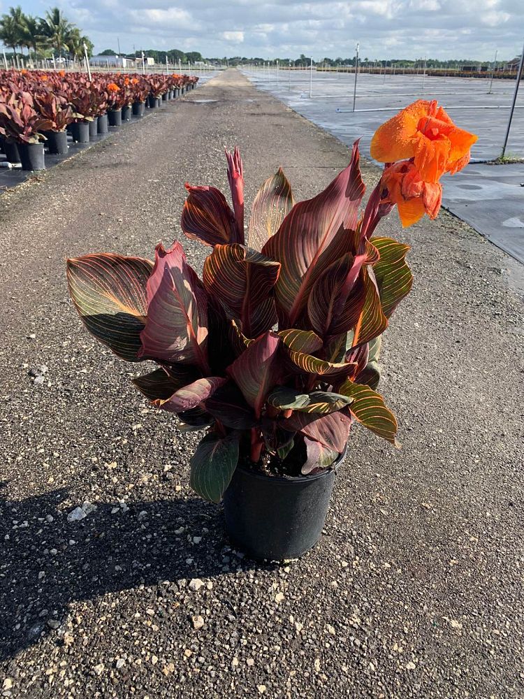 canna-indica-phasion-canna-lily-tropicanna