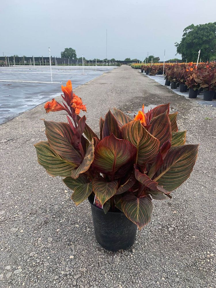canna-indica-phasion-canna-lily-tropicanna