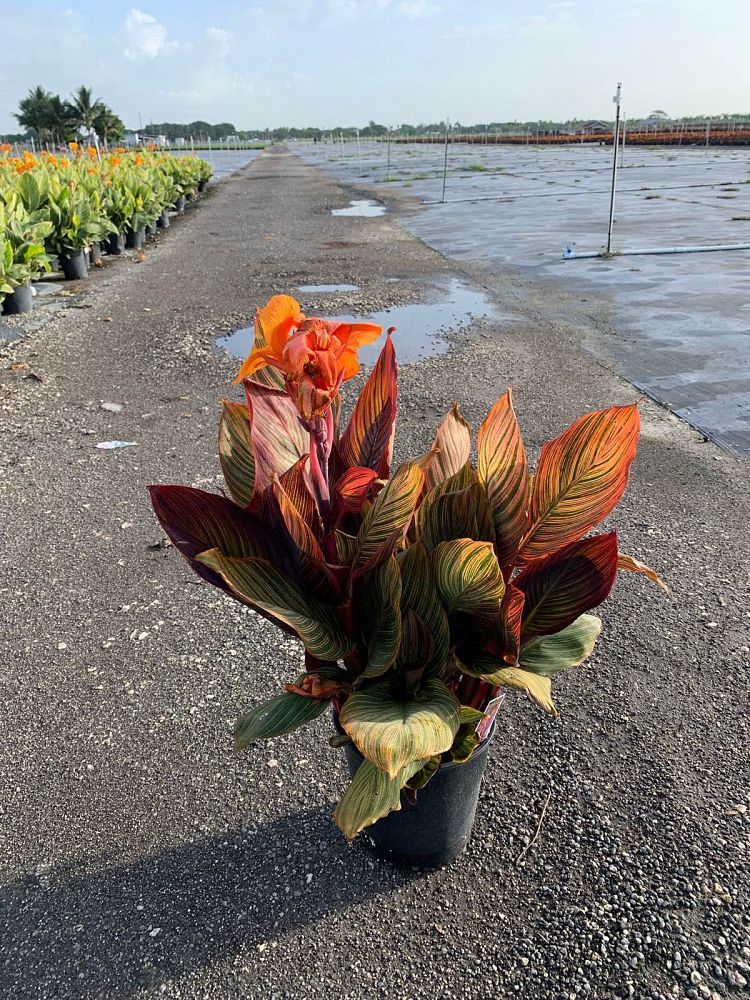 canna-indica-phasion-canna-lily-tropicanna
