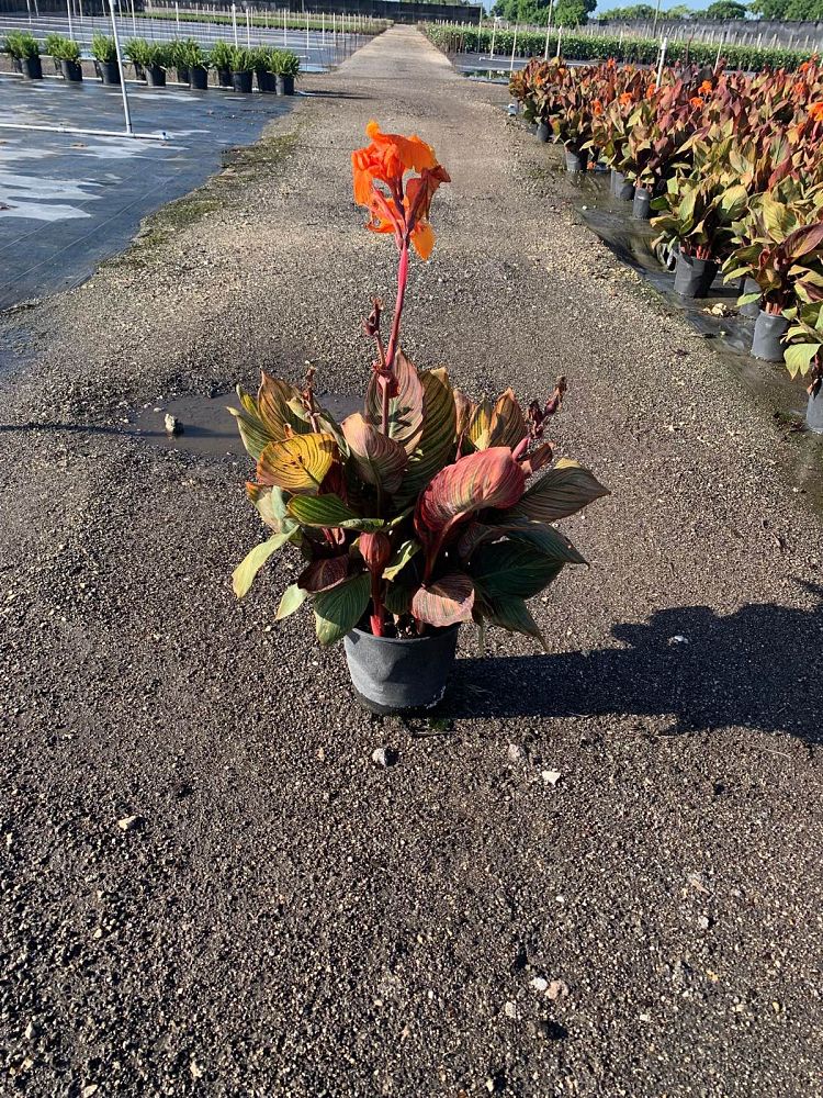 canna-indica-phasion-canna-lily-tropicanna