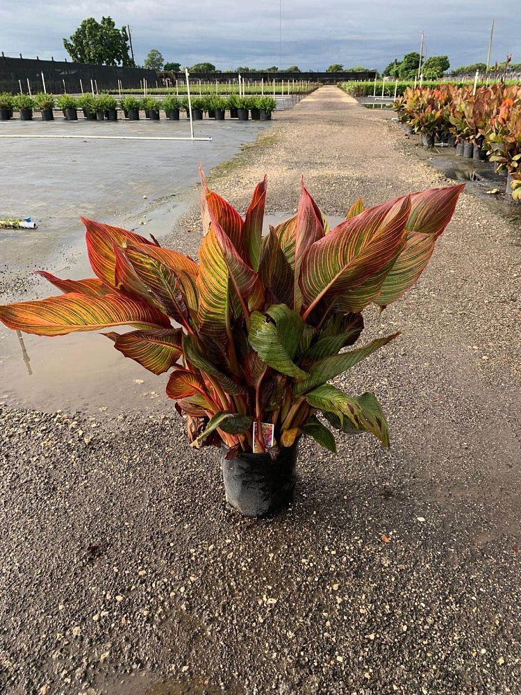 canna-indica-phasion-canna-lily-tropicanna