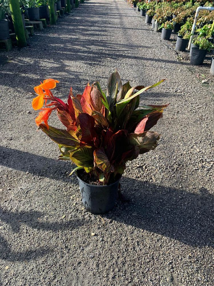 canna-indica-phasion-canna-lily-tropicanna
