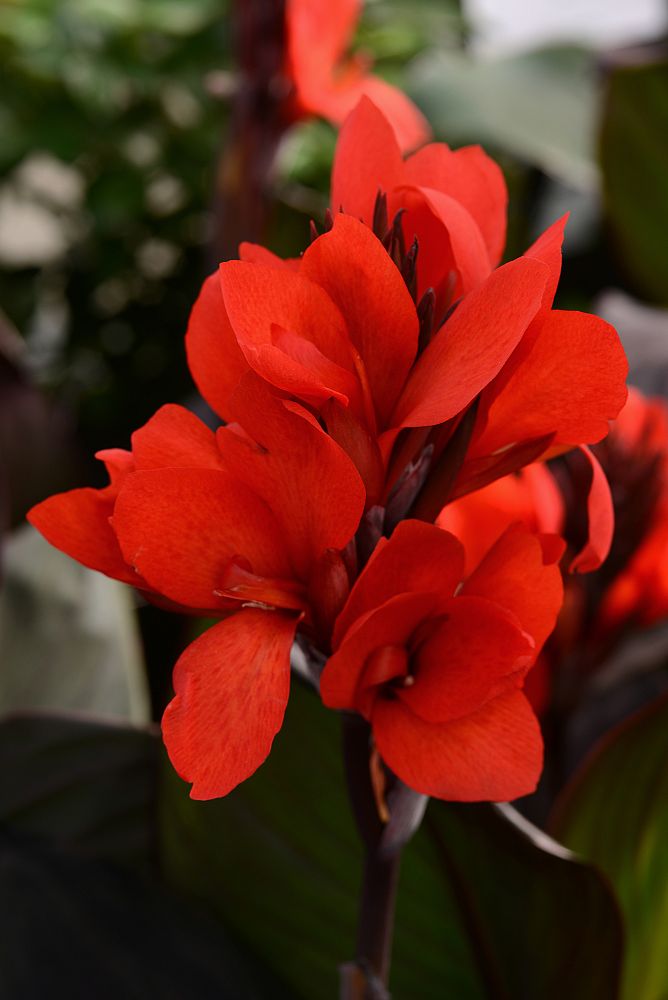 canna-x-generalis-bronze-scarlet-cannova-reg-bronze-scarlet-canna
