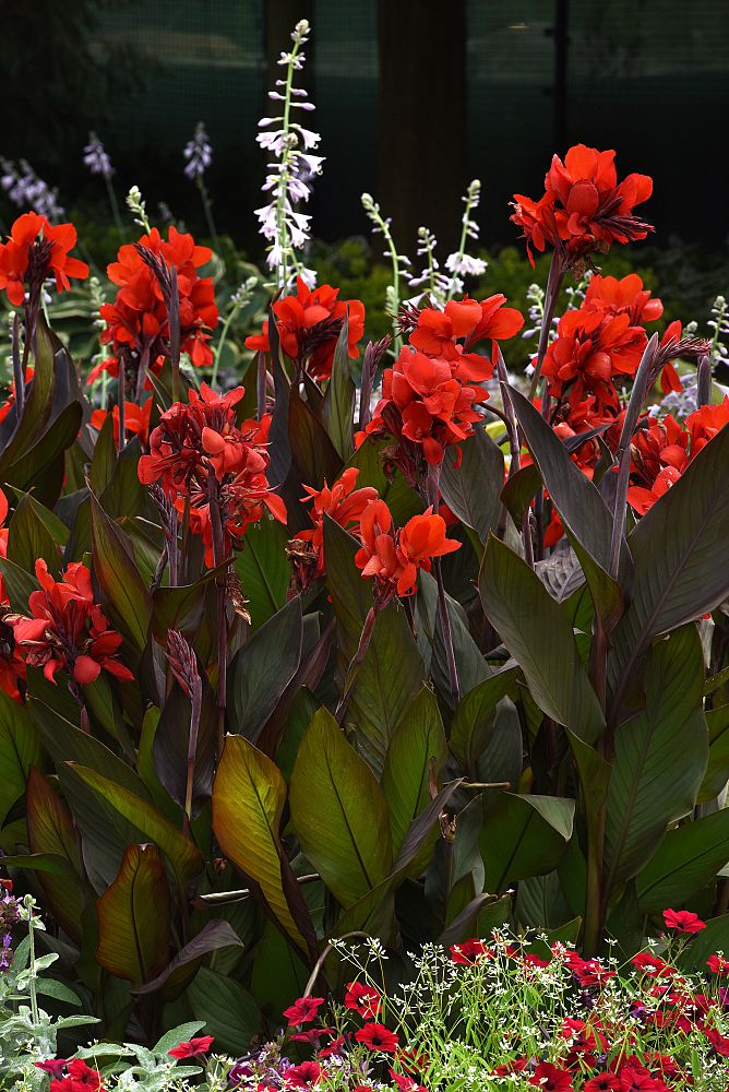 canna-x-generalis-bronze-scarlet-cannova-reg-bronze-scarlet-canna