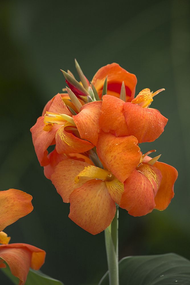 canna-x-generalis-orange-shades-cannova-reg-orange-shades-canna