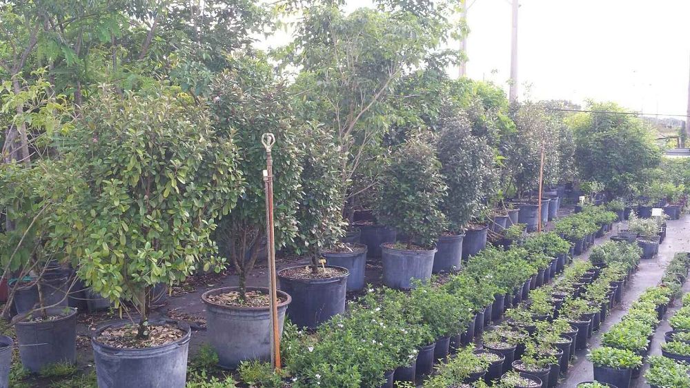 Jesse Durko's Nursery | plantANT.com