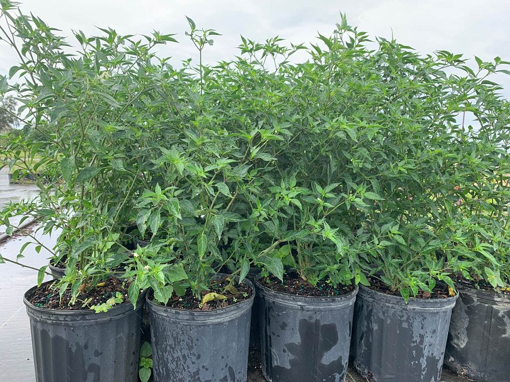 capsicum-annuum-glabriusculum-bird-pepper-chile-petin-chile-piquin-pequin-hot-pepper-chili-pepper