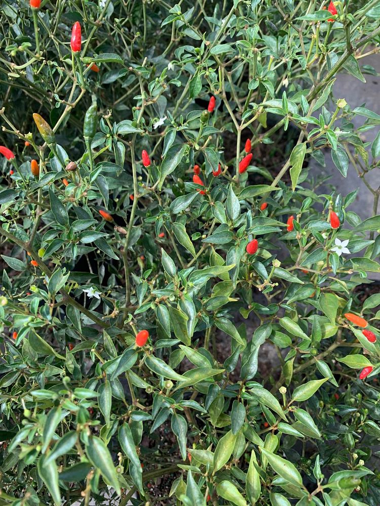 capsicum-annuum-glabriusculum-bird-pepper-chile-petin-chile-piquin-pequin-hot-pepper-chili-pepper