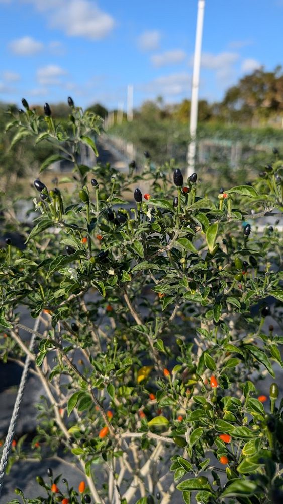 capsicum-annuum-glabriusculum-bird-pepper-chile-petin-chile-piquin-pequin-hot-pepper-chili-pepper