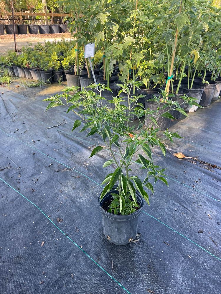capsicum-annuum-glabriusculum-bird-pepper-chile-petin-chile-piquin-pequin-hot-pepper-chili-pepper