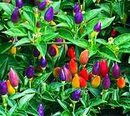 capsicum-annuum-ornamental-ornamental-pepper