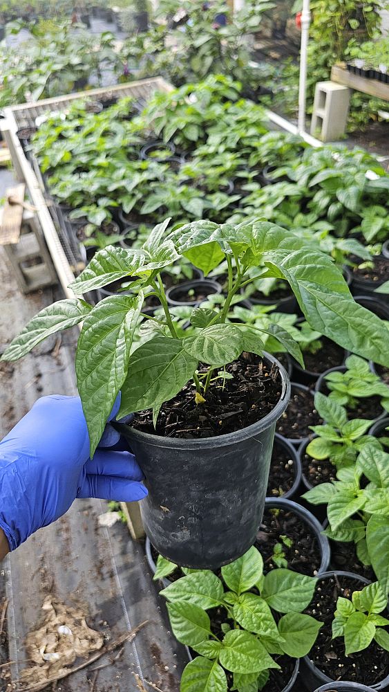capsicum-chinense-aji-dulce-aji-dulce-pepper