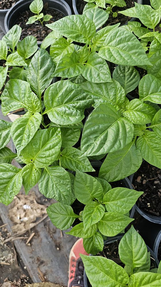 capsicum-chinense-aji-dulce-aji-dulce-pepper