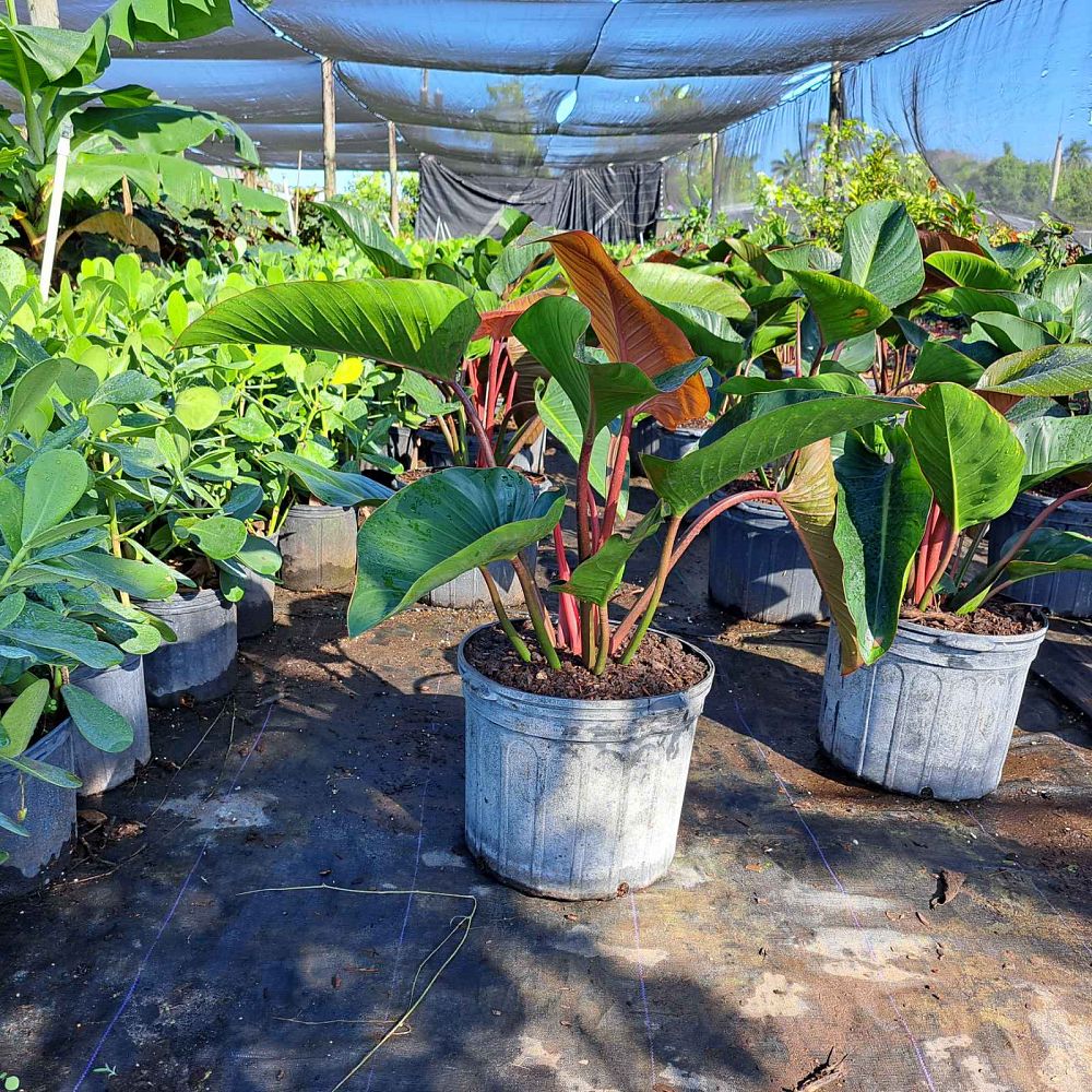 capsicum-chinense-habanero-congo-red-hot-pepper