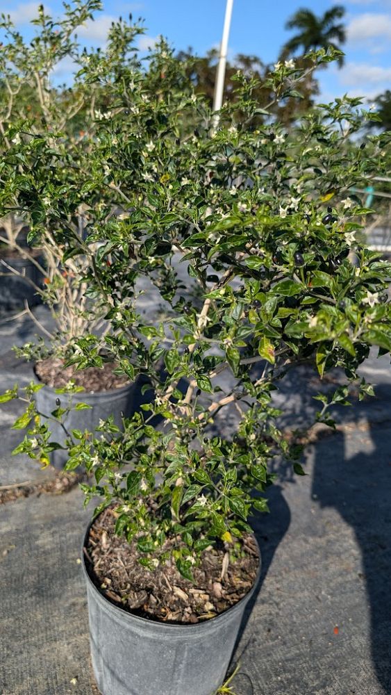 capsicum-pepper