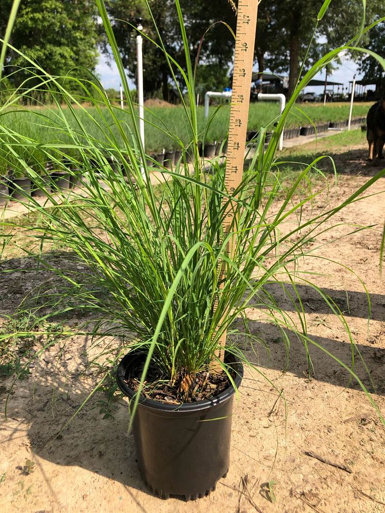 carex-albula-blonde-sedge-frosty-curls-sedge