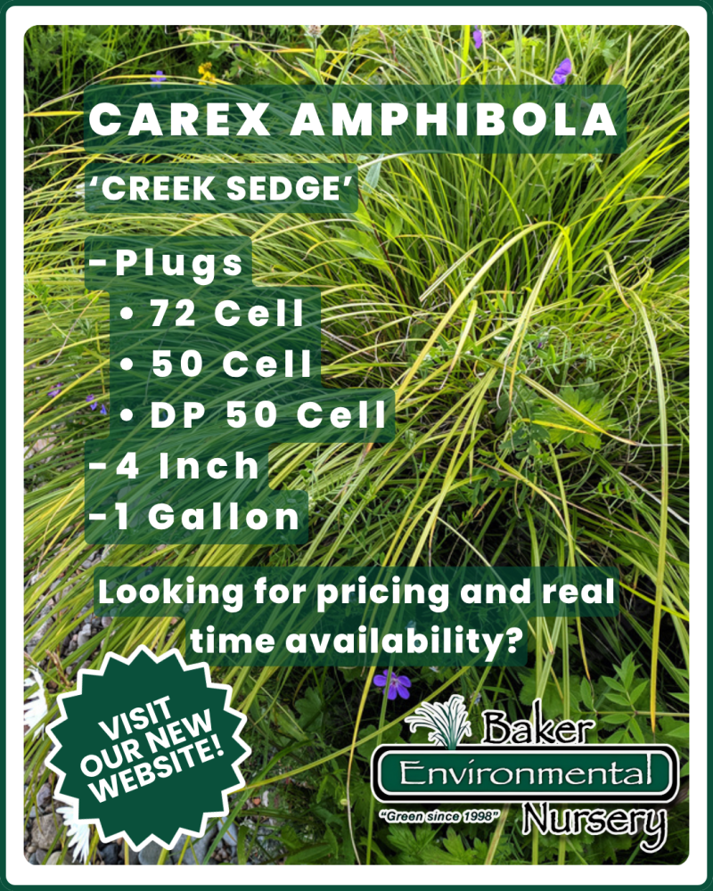 carex-amphibola-creek-sedge