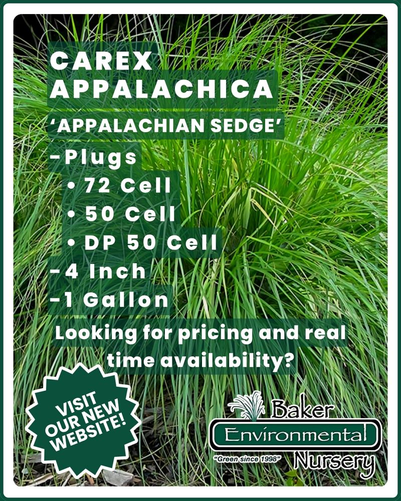 carex-appalachica-appalachian-sedge