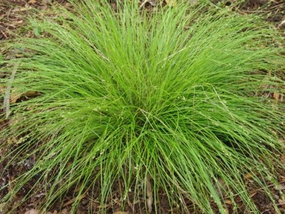 carex-appalachica-appalachian-sedge