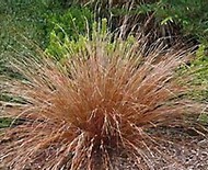 carex-buchananii-leather-leaf-sedge