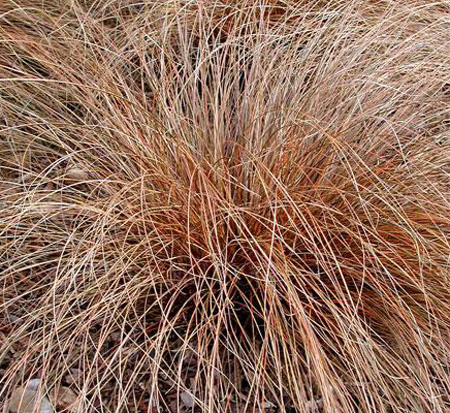 carex-buchananii-red-rooster-leather-leaf-sedge