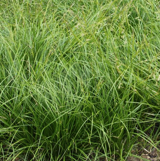 carex-cherokeensis-cherokee-sedge