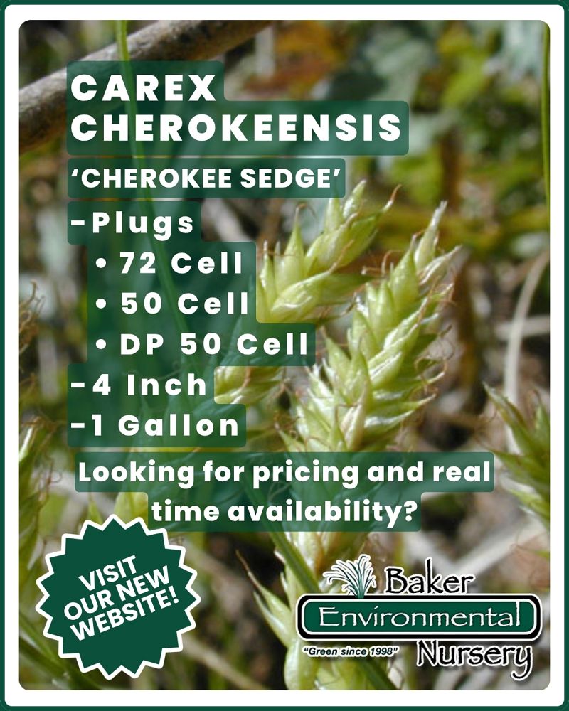 carex-cherokeensis-cherokee-sedge