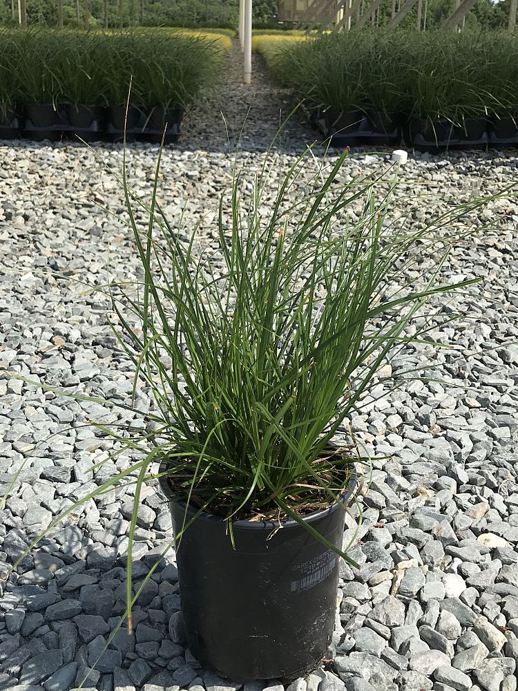 carex-cherokeensis-cherokee-sedge