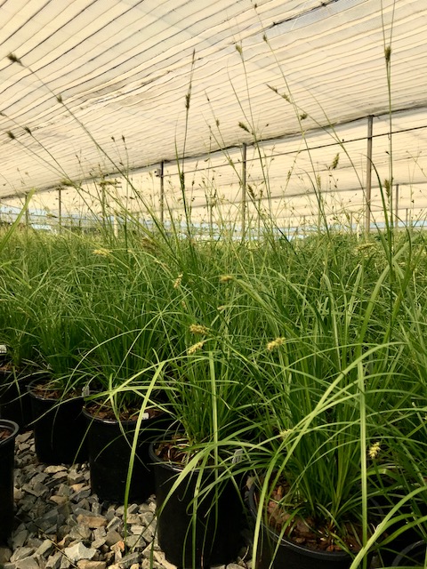 carex-cherokeensis-cherokee-sedge