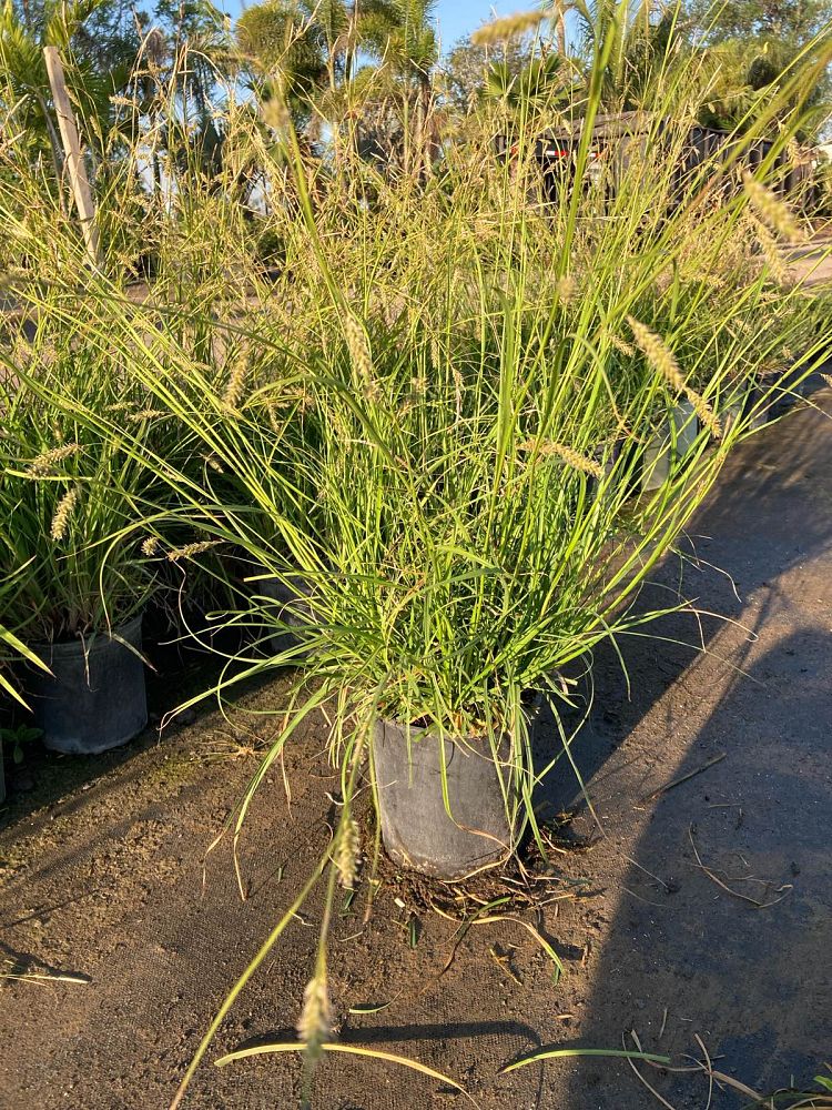 carex-cherokeensis-cherokee-sedge
