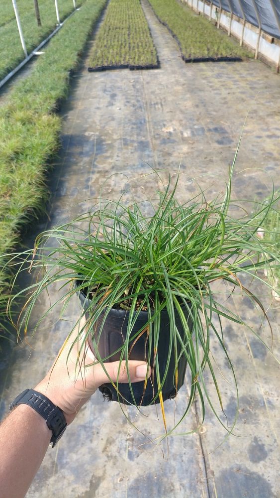 carex-divulsa-grassland-sedge