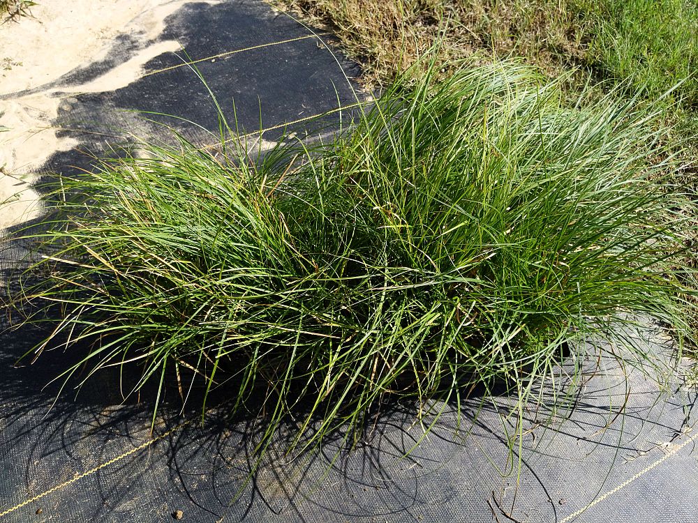 carex-divulsa-grassland-sedge