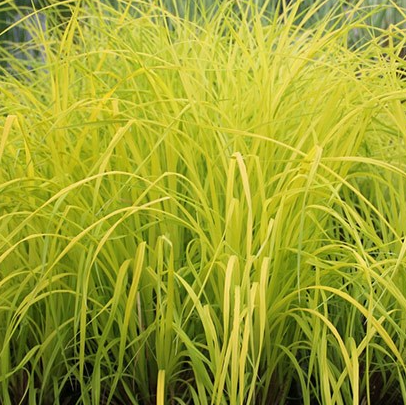 carex-elata-bowles-golden-sedge
