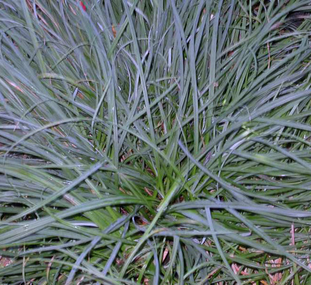 carex-flacca-blue-zinger-blue-sedge