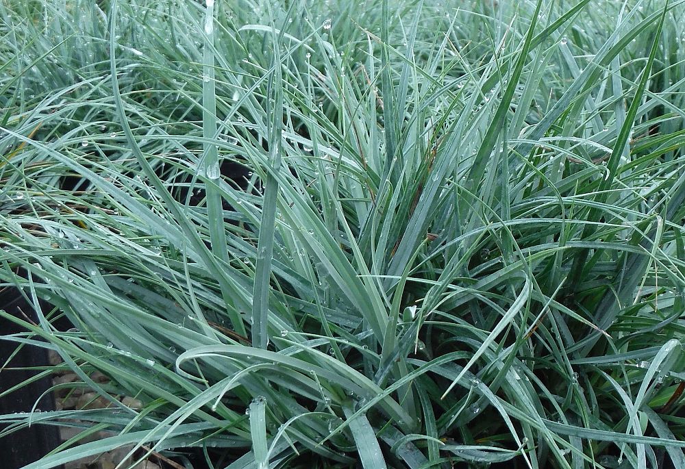 carex-flacca-blue-zinger-blue-sedge