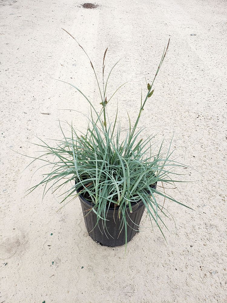 carex-flacca-blue-zinger-blue-sedge