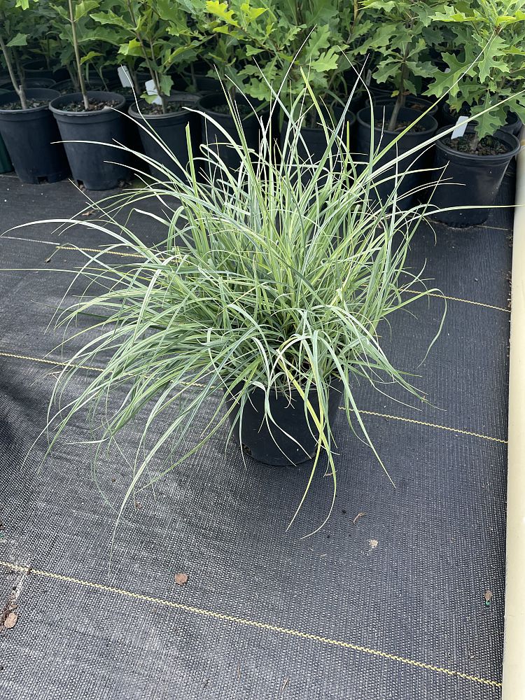 carex-flacca-blue-zinger-blue-sedge