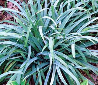 carex-laxiculmis-hobb-spreading-sedge-bunny-blue