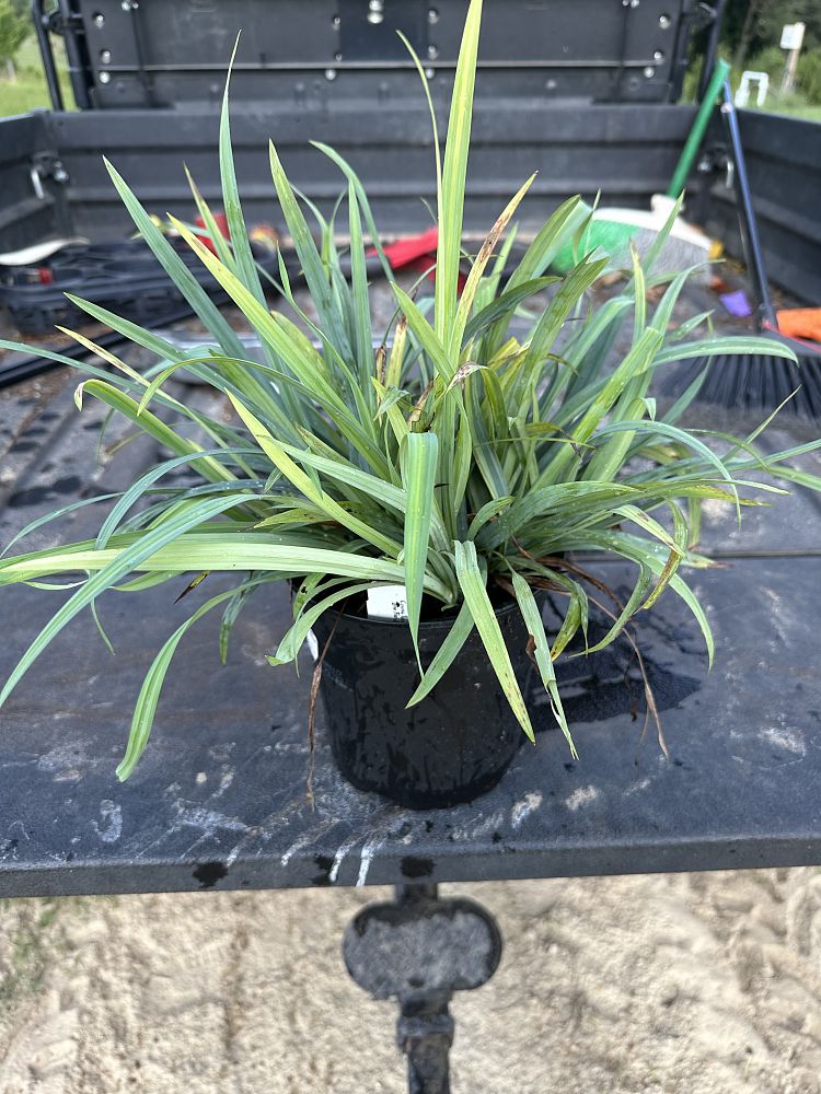 carex-laxiculmis-hobb-spreading-sedge-bunny-blue