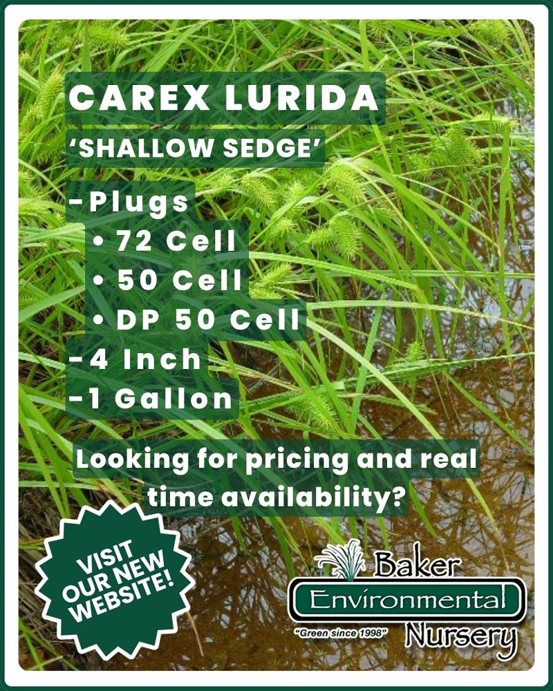 carex-lurida-shallow-sedge