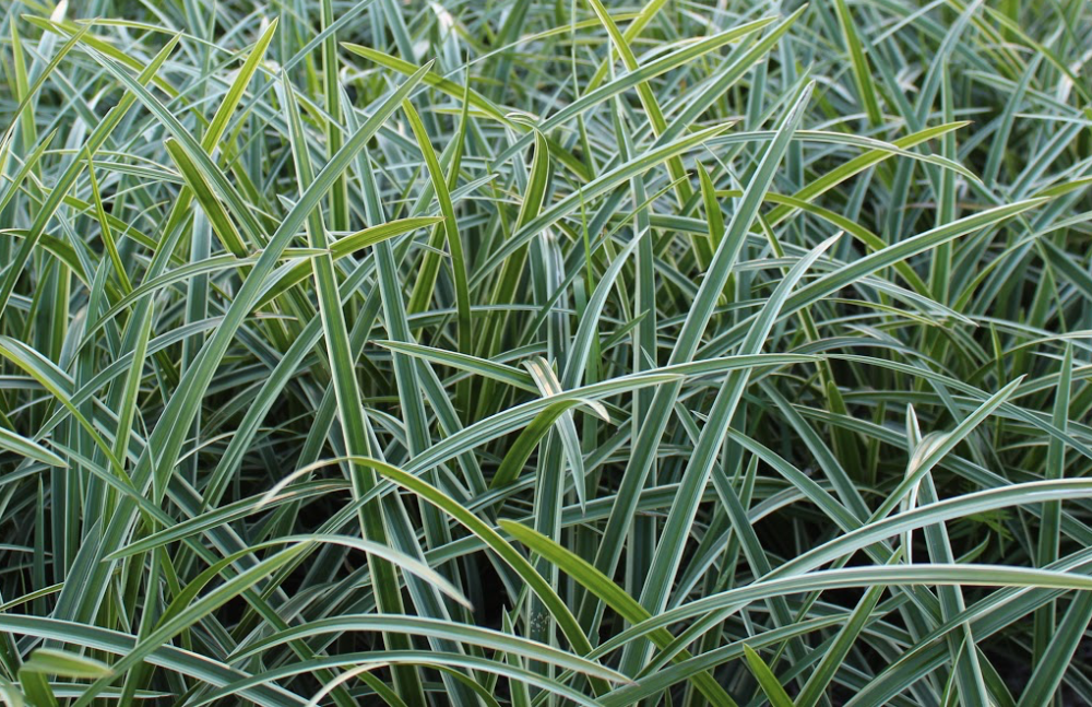 carex-morrowii-ice-dance-morrow-s-sedge-ice-dance-japanese-sedge