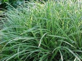 carex-morrowii-ice-dance-morrow-s-sedge-ice-dance-japanese-sedge