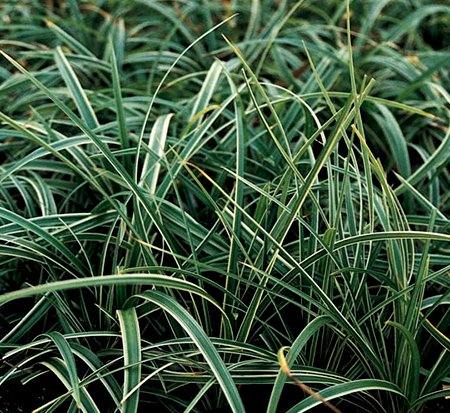 carex-morrowii-ice-dance-morrow-s-sedge-ice-dance-japanese-sedge