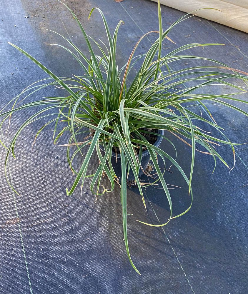 carex-morrowii-ice-dance-morrow-s-sedge-ice-dance-japanese-sedge
