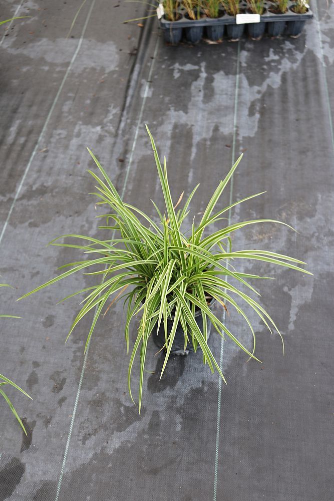 carex-morrowii-ice-dance-morrow-s-sedge-ice-dance-japanese-sedge