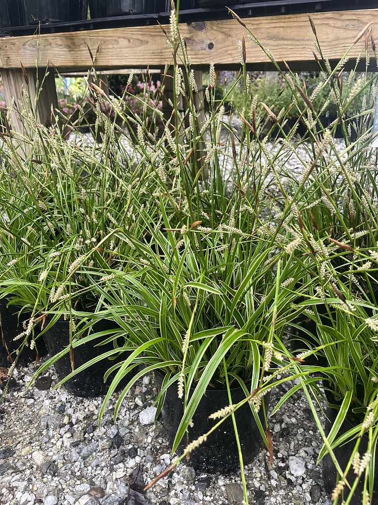 carex-morrowii-ice-dance-morrow-s-sedge-ice-dance-japanese-sedge